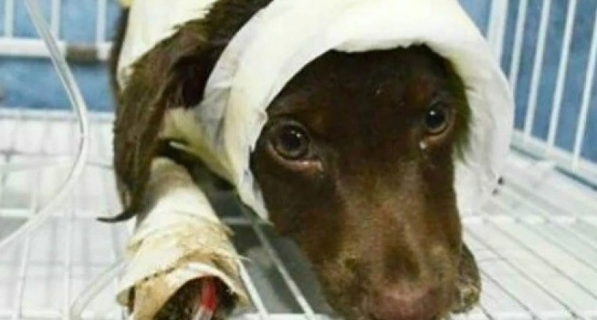 Aplicarán fuertes multas para quienes maltraten o abandonen a sus mascotas