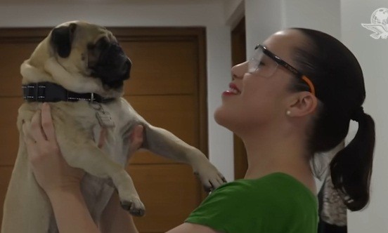  Este es Harley... ¡el perro terapeuta!