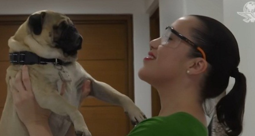  Este es Harley... ¡el perro terapeuta!