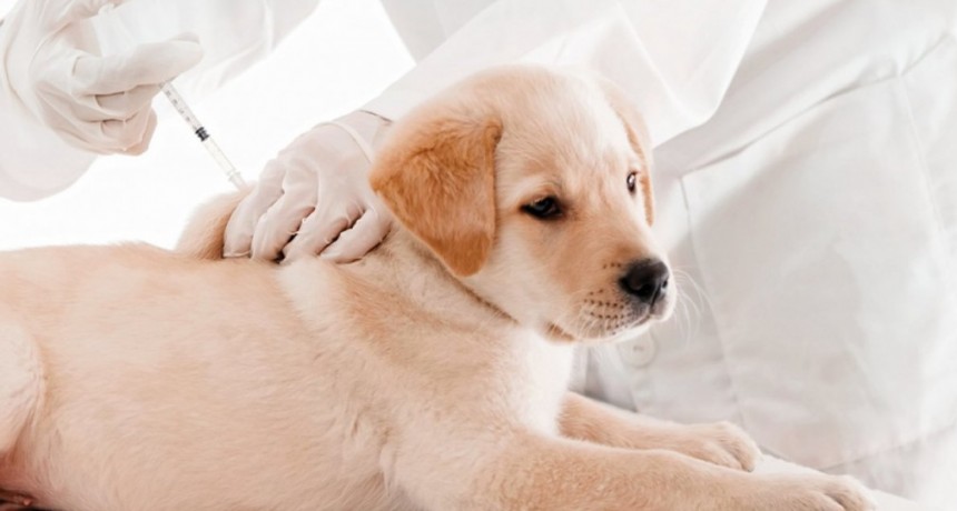 Continúa la campaña de vacunación de mascotas en Capital