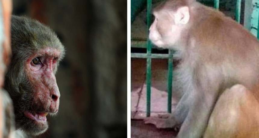  Mono adicto al alcohol pasará el resto de su vida en la jaula de un zoológico por matar a una persona y morder a 250 