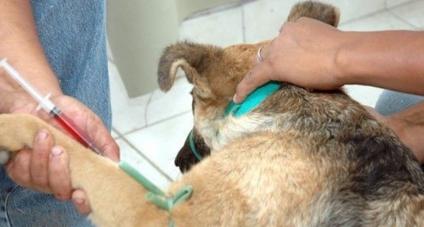Advierten por castraciones clandestinas de animales