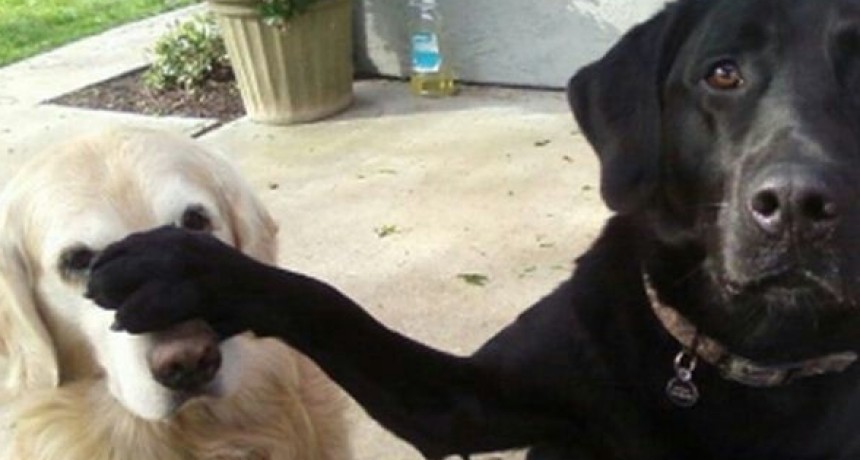 &iquest;Son los perros Golden Retriever los m&aacute;s simp&aacute;ticos del mundo? Este video lo comprueba