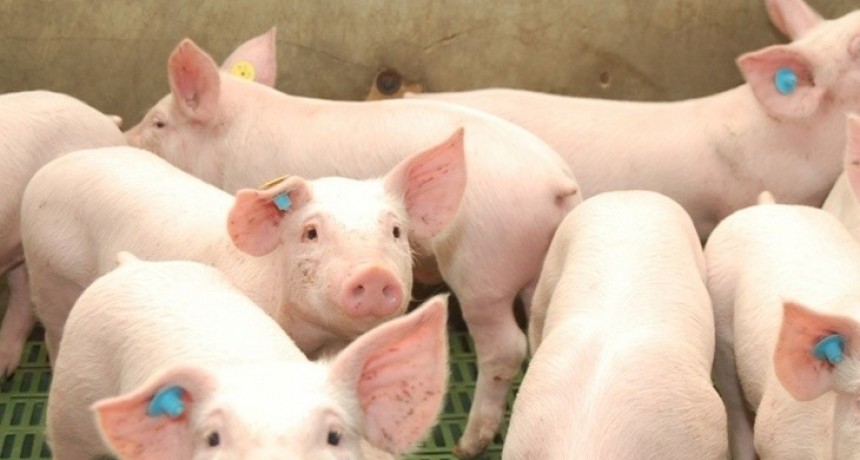 Piden declarar la emergencia econ&oacute;mica para el sector porcino