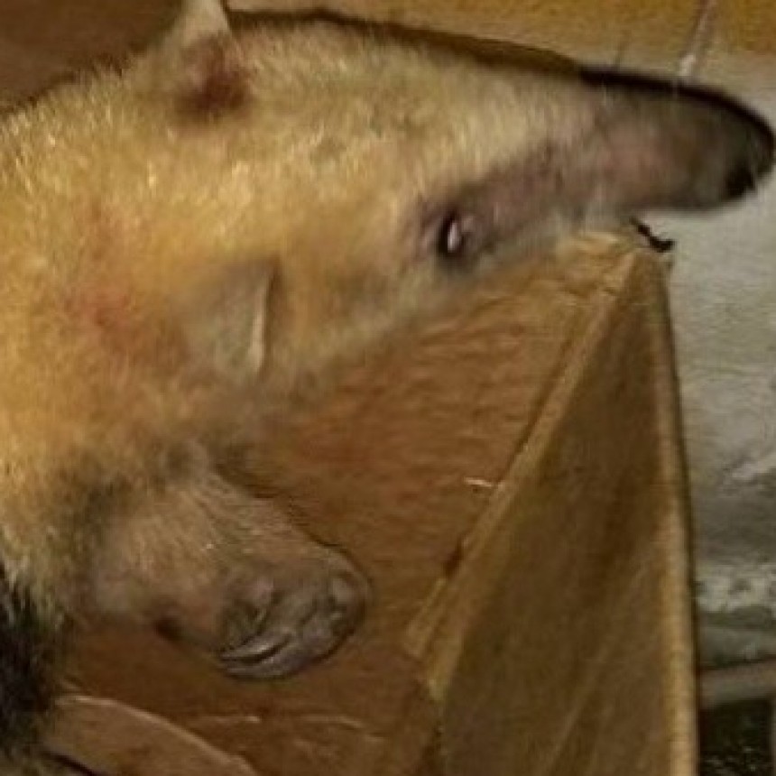 Encontr&oacute; un oso melero en el patio de su casa