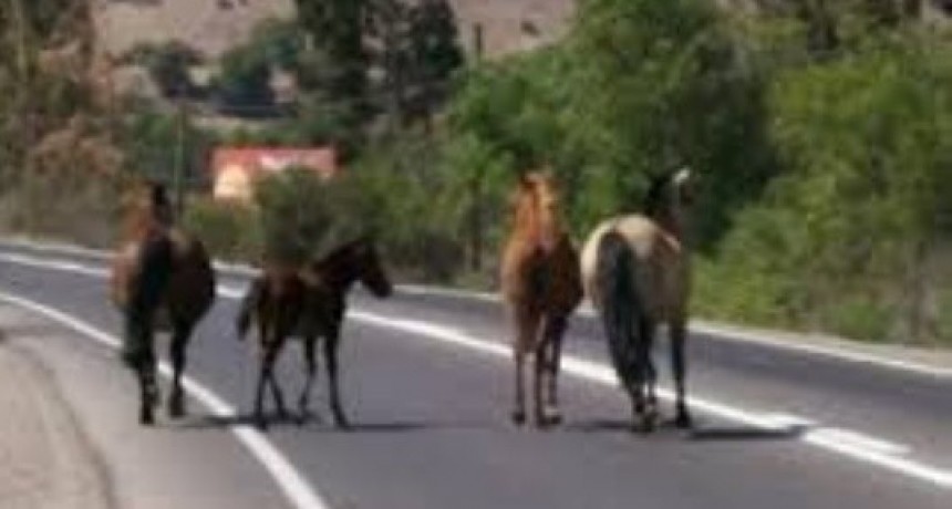 Muri&oacute; un joven motociclista accidentado tras embestir un caballo