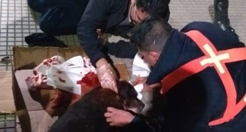 Gran gesto: Polic&iacute;a asisti&oacute; a un perrito callejero herido 