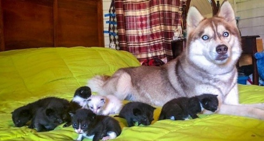 Una Perra salv&oacute; a gatitos reci&eacute;n nacidos de morir de hipotermia