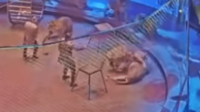 Susto en circo ruso durante feroz pelea entre tigre y le&oacute;n