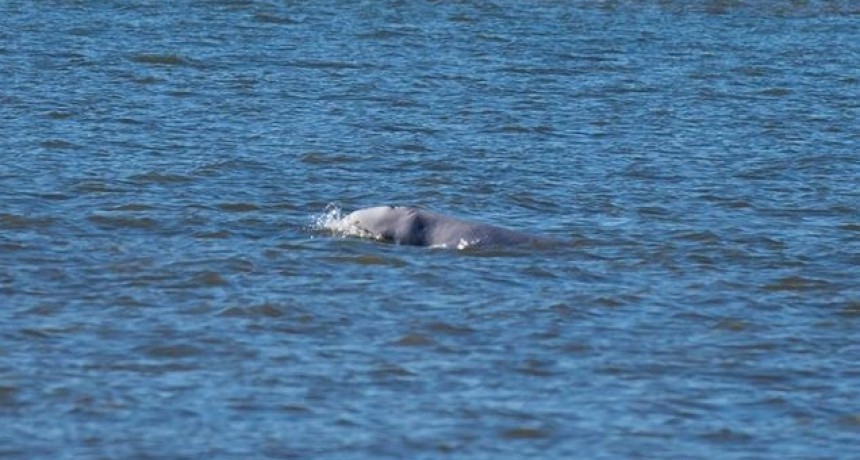Japón vuelve oficialmente a la caza de ballenas después de 30 años de prohibición