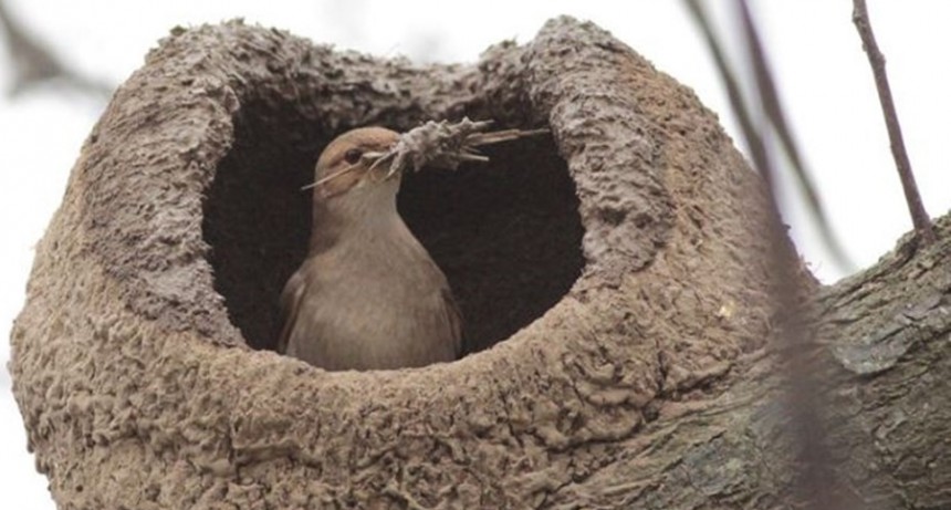 ¿Viste un nido de hornero? Informálo en esta App y haz tu aporte