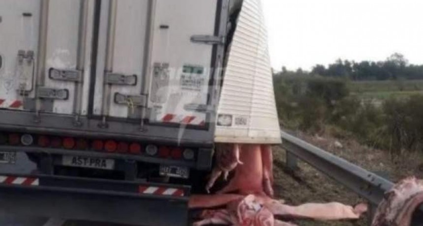 Volcó camión con carne de cerdo y los vecinos arrasaron con todo