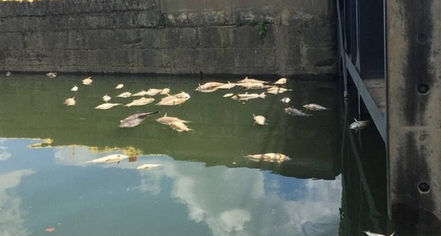 Desastre ecológico: miles de peces murieron por un derrame de whisky