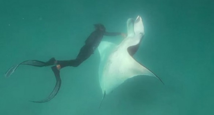 Una mantarraya con anzuelos en los ojos pide ayuda a un grupo de buceadores