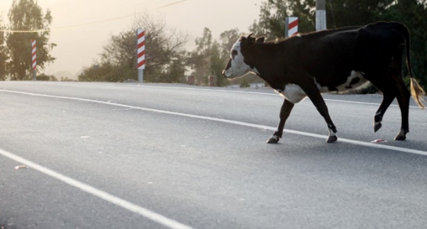 Murió un motociclista al chocar con una vaca