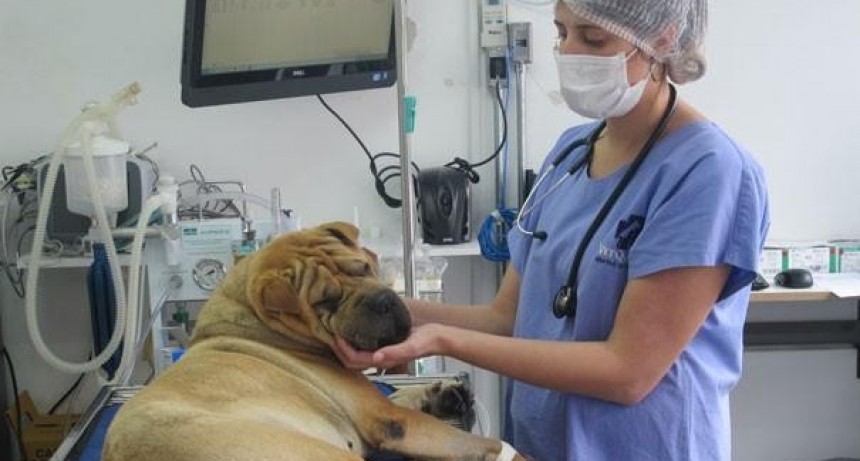 Sanción definitiva a la creación del Hospital Veterinario Público
