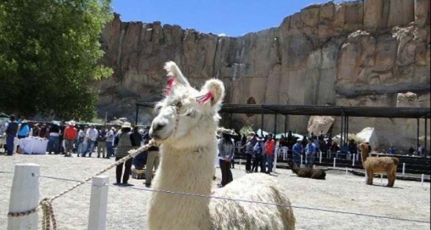 Las Llamas de la Cabaña Karwai vuelven a la Rural de Palermo