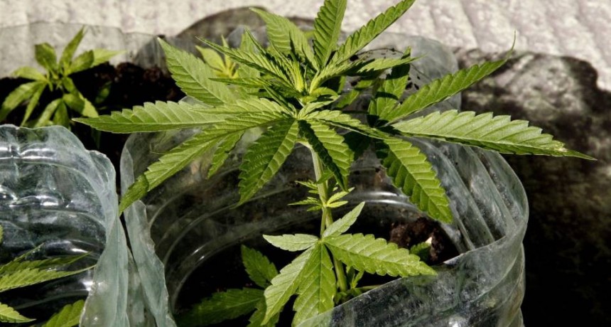 Secuestran marihuana en el Norte de la Capital