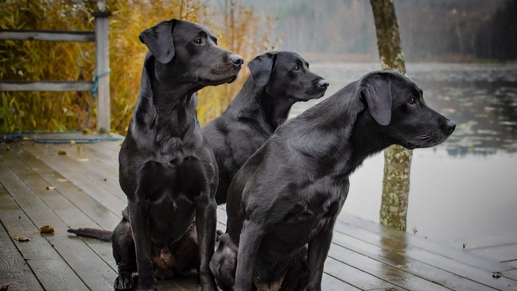 Científicos determinan que un año humano no equivale a siete años de perro 