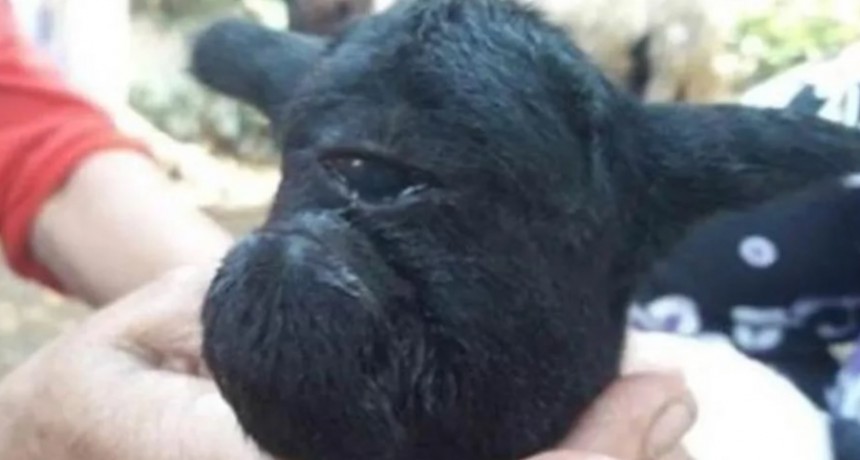Conmoción por el nacimiento de una cabra negra con un solo ojo