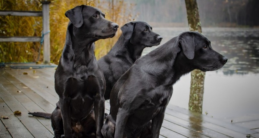  Científicos determinan que un año humano no equivale a siete años de perro 