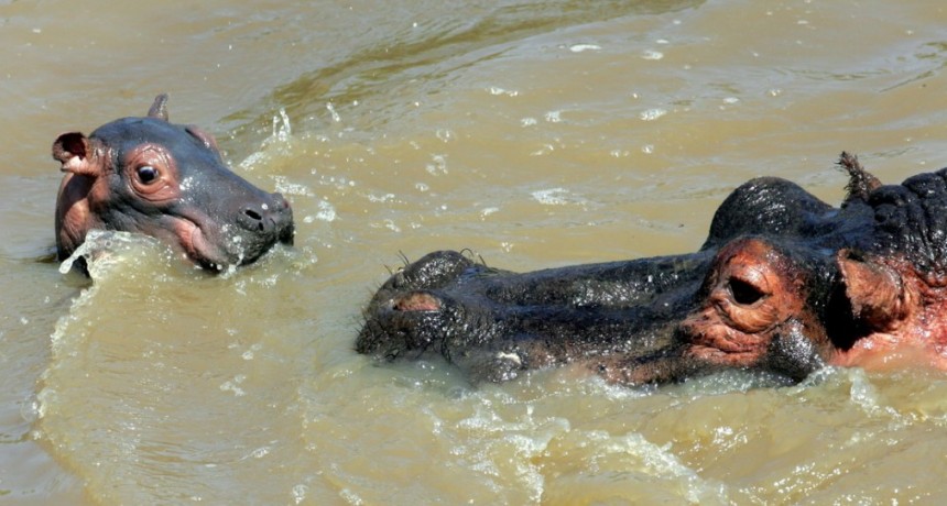 Dos jóvenes hipopótamos ayudan a dos pájaros a pasar frente a un grupo de cocodrilos sin ser vistos 