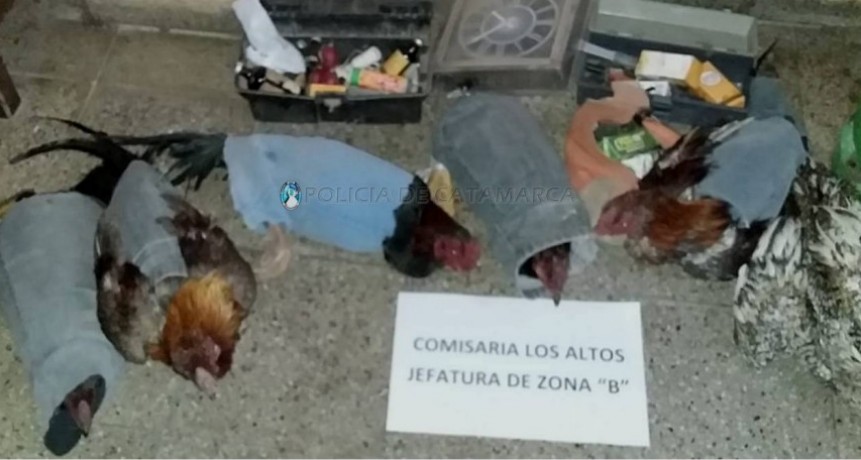 Riñas de gallos en Los Altos