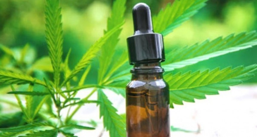 Cannabis medicinal: el Gobierno permitirá el autocultivo y la venta de aceites en farmacias
