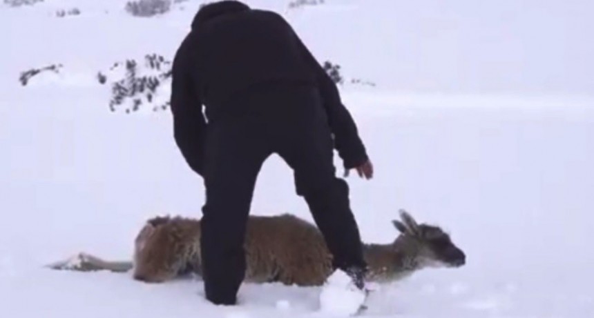 Temporal en la Patagonia: lugareños rescataron a los animales atrapados en la nieve