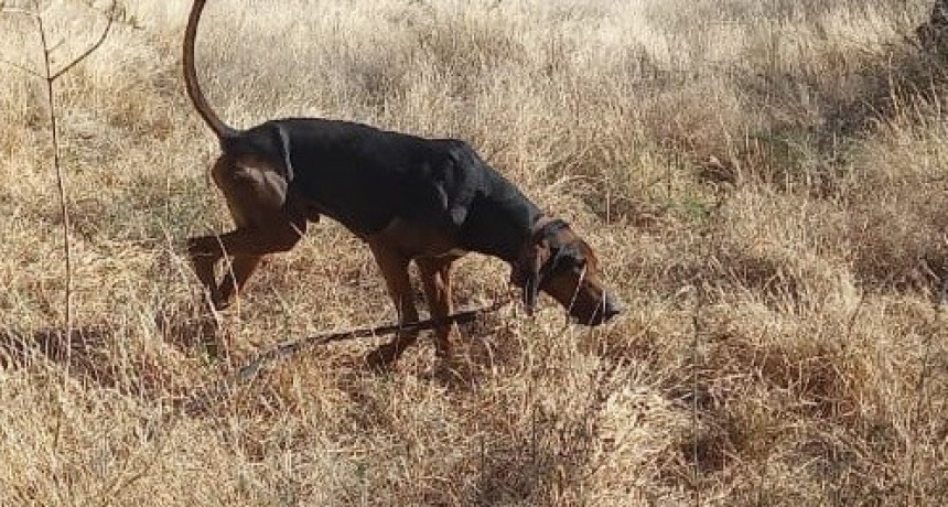 Otto se sumó a la búsqueda de Guadalupe 