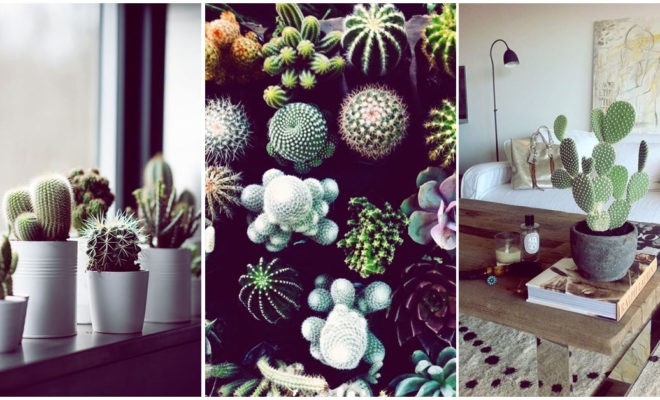 Tener cactus en casa es de mala suerte… ¿verdad o mito?