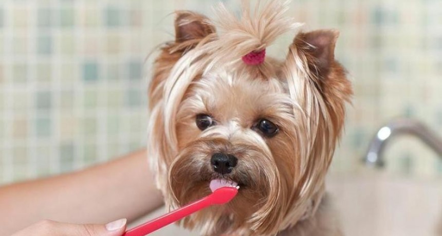 Por qu&eacute; ten&eacute;s que lavarle los dientes a tu mascota
