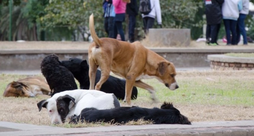 Perritos callejeros envenenados fueron encontrados en la Alameda