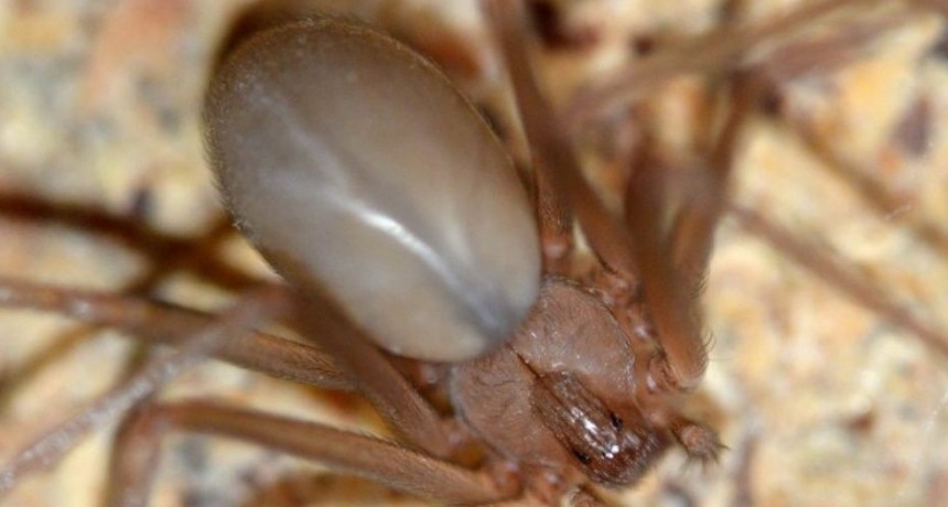 Nene fue picado por una ara&ntilde;a venenosa y muri&oacute;