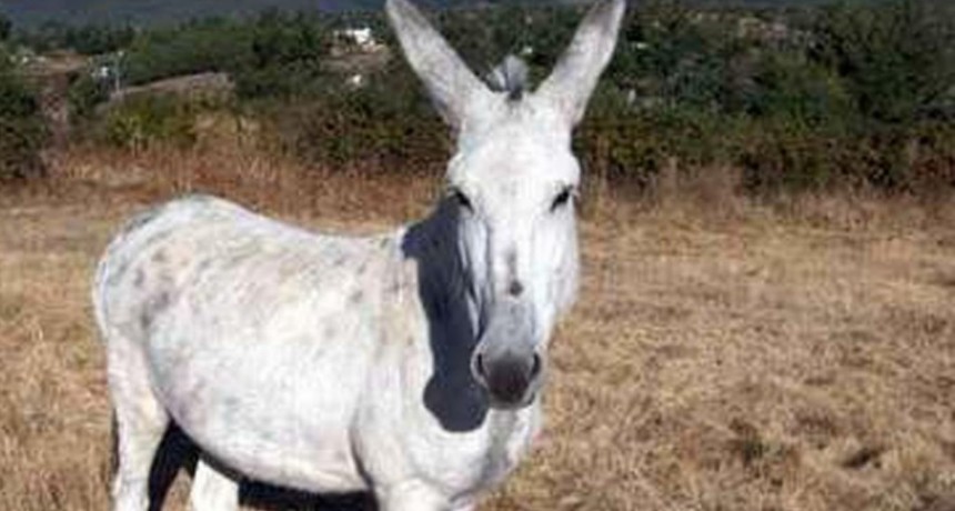 Temen por la salud de los chicos filmados violando a un burro