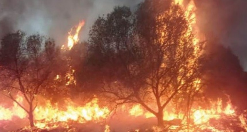 Voraz incendio en una finca de olivos en Chumbicha
