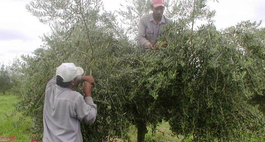 Trabajadores de la empresa oliv&iacute;cola  AGRO OLIVA cortan Ruta 46 por sueldos adeudados