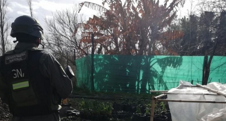 Dos personas detenidas luego de que Gendarmer&iacute;a allanara un "vivero" de marihuana 