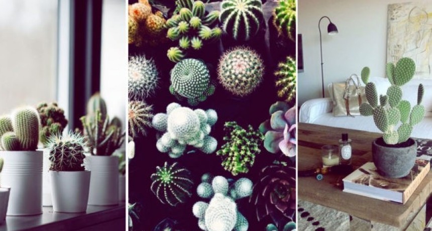 Tener cactus en casa es de mala suerte&hellip; &iquest;verdad o mito?
