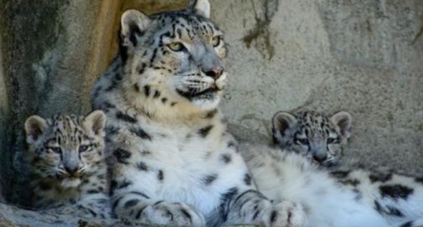 VIDEO: Conoce a una familia de leopardos de las nieves; no es común verlos