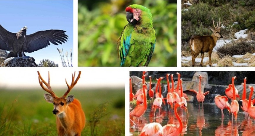 Diez animales que se encuentran en peligro de extinción en Argentina