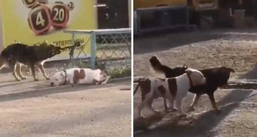 Amigos son los amigos: Un perro callejero desató a otro de una reja y lo llevó de paseo