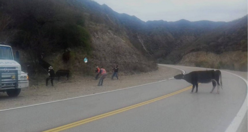 Secuestraron siete animales sueltos en las rutas del interior