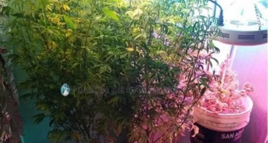 Secuestran más droga en Tinogasta