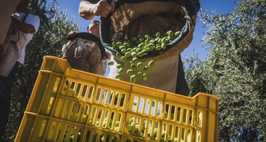 Los productores olivícolas catamarqueños, aliviados por los subsidios energéticos
