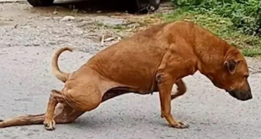 Perrito se hace el lisiado para recibir mimos