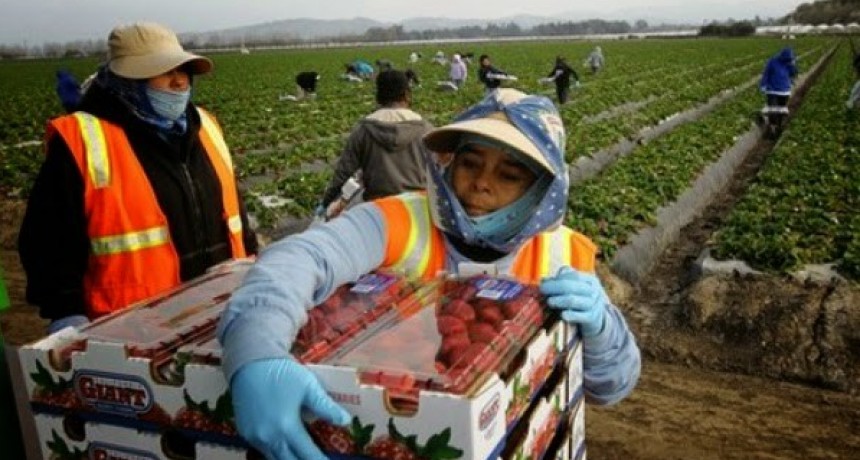  Trabajadores golondrinas tendrián prohibido el ingreso a la provincia