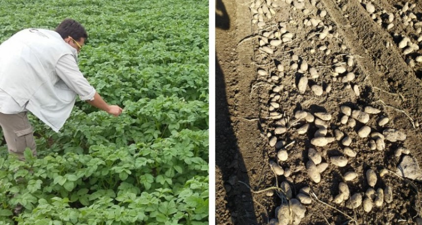 Comenzó la inscripción anual de productores de papa semilla