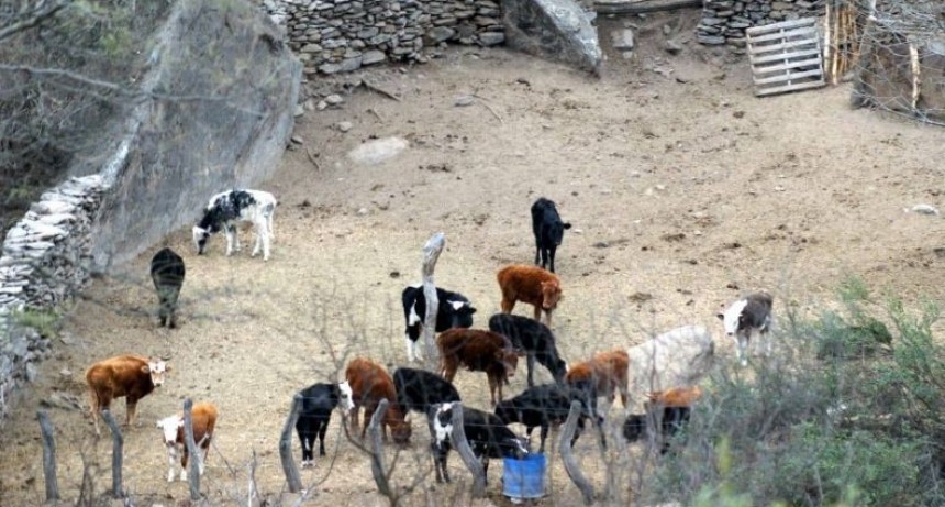 La situación de los animales afectados por los incendios estaría controlada