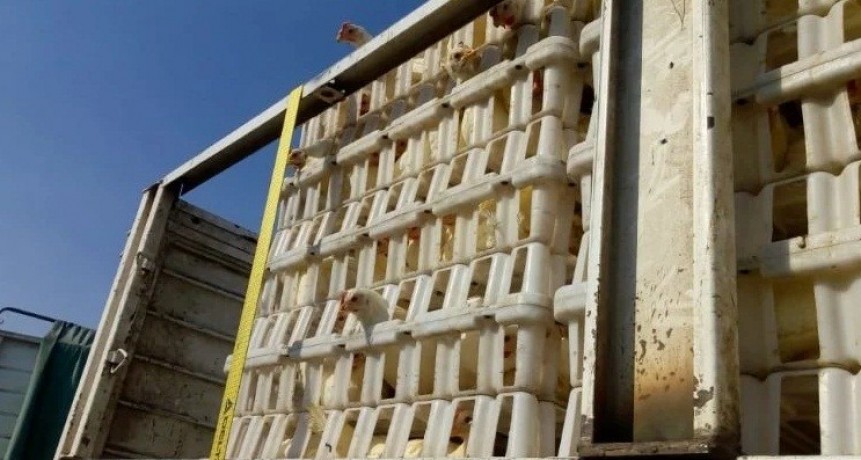 Arribó a Catamarca el cargamento con gallinas para iniciar cuatro polos avícolas